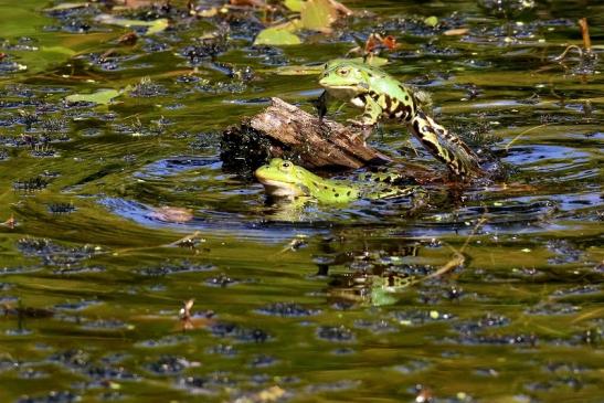 Kleiner Teichfrosch Atrium Park Dietzenbach 2023