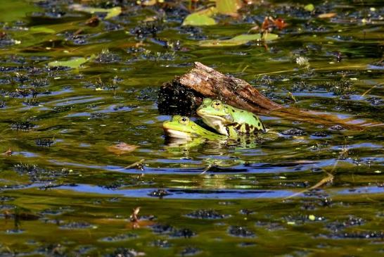 Kleiner Teichfrosch Atrium Park Dietzenbach 2023