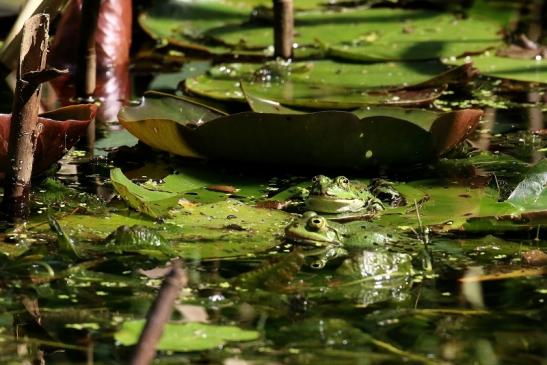 Kleiner Teichfrosch Atrium Park Dietzenbach 2023