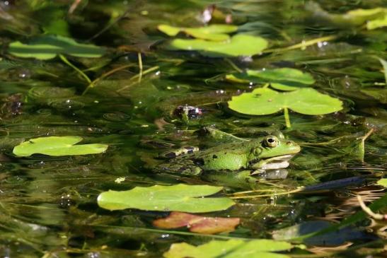 Kleiner Teichfrosch Atrium Park Dietzenbach 2023