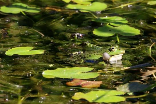 Kleiner Teichfrosch Atrium Park Dietzenbach 2023