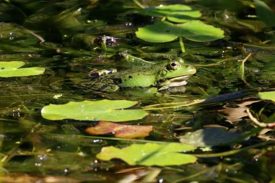 Kleiner Teichfrosch Atrium Park Dietzenbach 2023