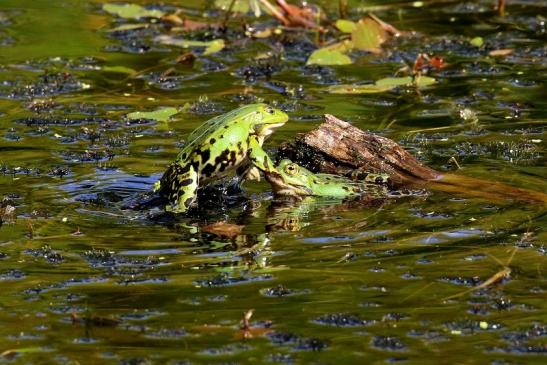 Kleiner Teichfrosch Atrium Park Dietzenbach 2023