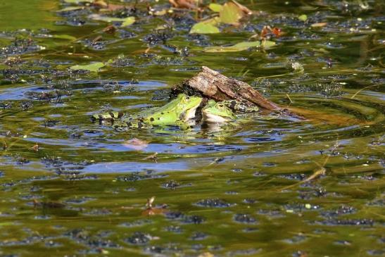 Kleiner Teichfrosch Atrium Park Dietzenbach 2023