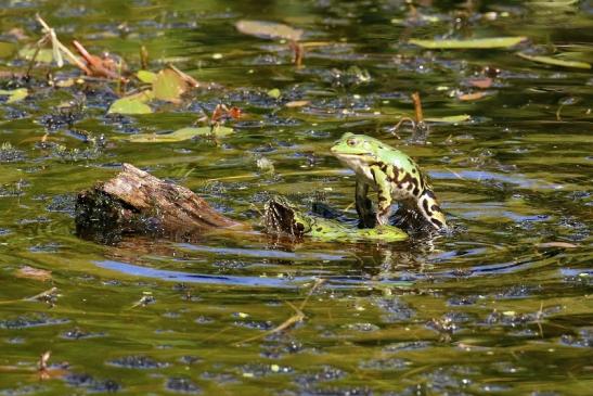 Kleiner Teichfrosch Atrium Park Dietzenbach 2023