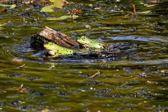 Kleiner Teichfrosch Atrium Park Dietzenbach 2023