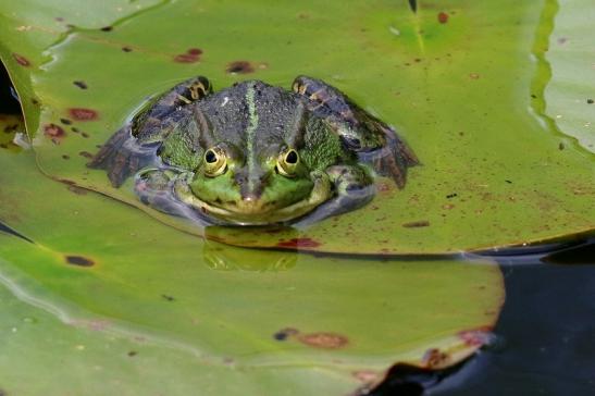 Kleiner Wasserfrosch Atrium Park Dietzenbach 2021