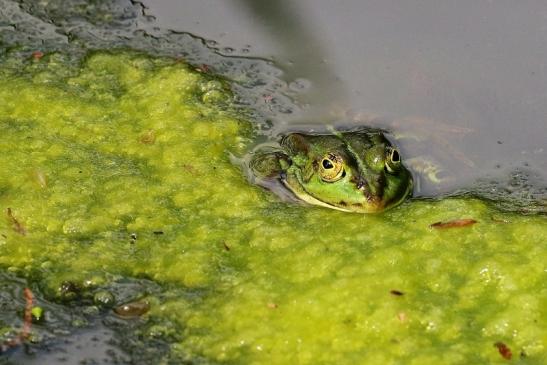 Kleiner Wasserfrosch Atrium Park Dietzenbach 2021