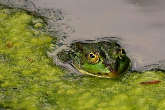 Kleiner Wasserfrosch Atrium Park Dietzenbach 2021