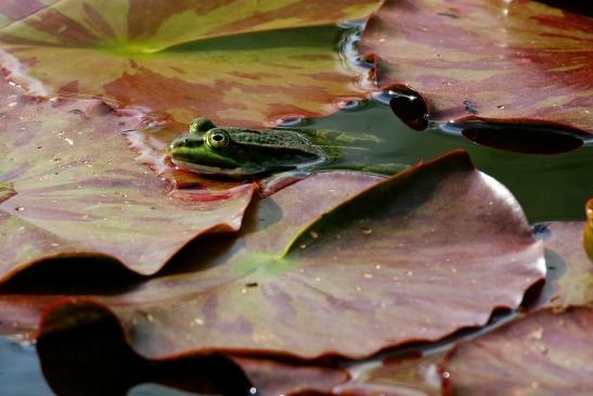 Kleiner Wasserfrosch Atrium Park Dietzenbach 2021