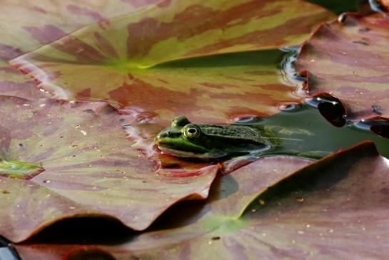 Kleiner Wasserfrosch Atrium Park Dietzenbach 2021