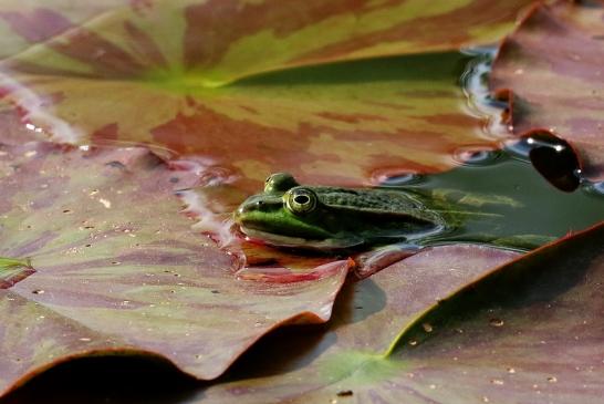 Kleiner Wasserfrosch Atrium Park Dietzenbach 2021