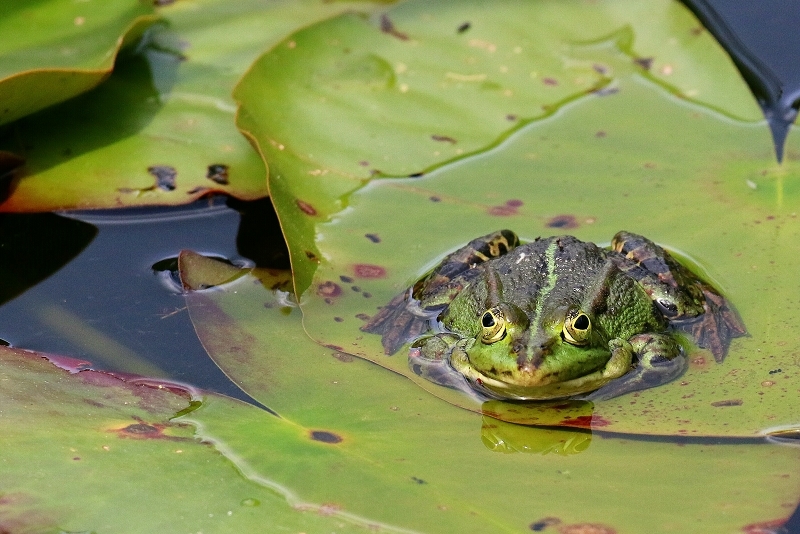 Kleiner Wasserfrosch Atrium Park Dietzenbach 2021