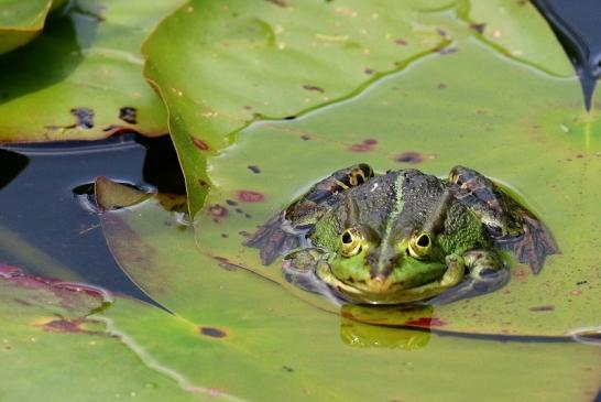 Kleiner Wasserfrosch Atrium Park Dietzenbach 2021