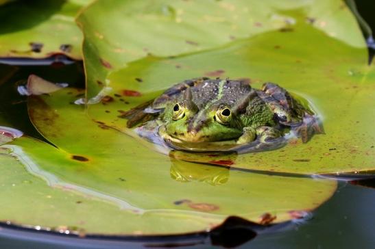 Kleiner Wasserfrosch Atrium Park Dietzenbach 2021