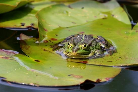 Kleiner Wasserfrosch Atrium Park Dietzenbach 2021