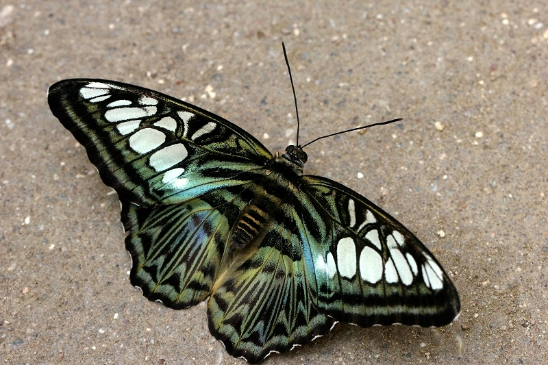 Klipper Zoo Vivarium Darmstadt 2015
