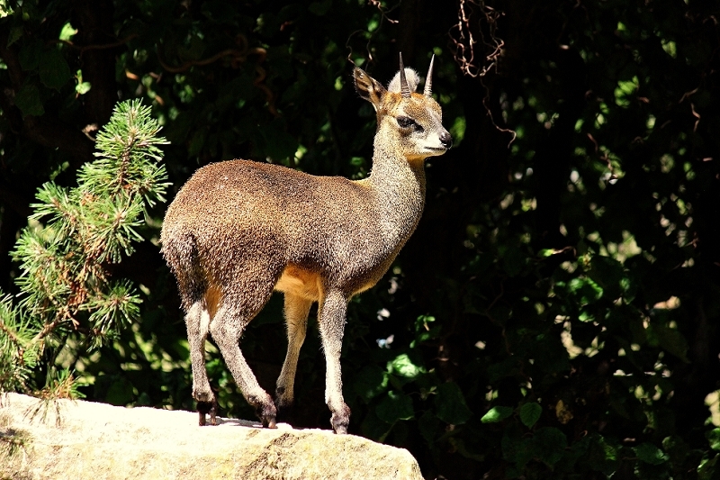 Klippspringer Zoo Frankfurt am Main 2014