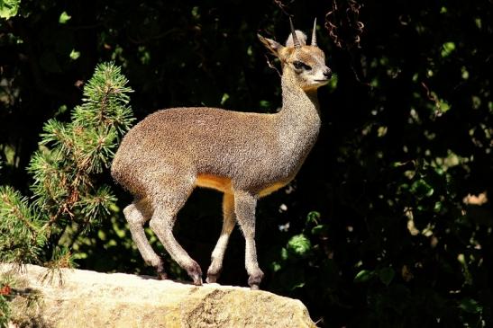 Klippspringer Zoo Frankfurt am Main 2014