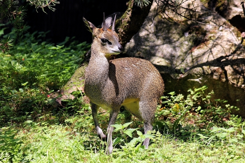 Klippspringer Zoo Frankfurt am Main 2014