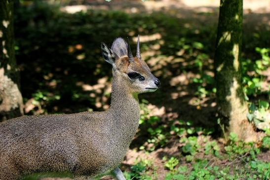 Klippspringer Zoo Frankfurt am Main 2014