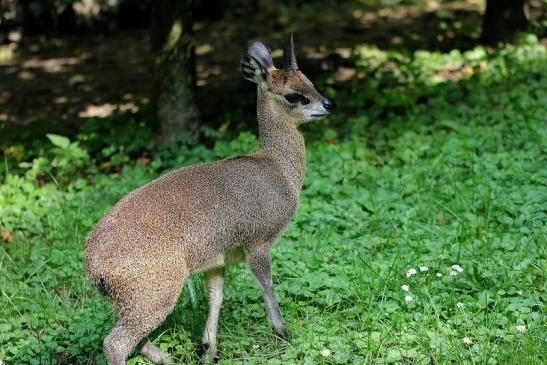 Klippspringer Zoo Frankfurt am Main 2014