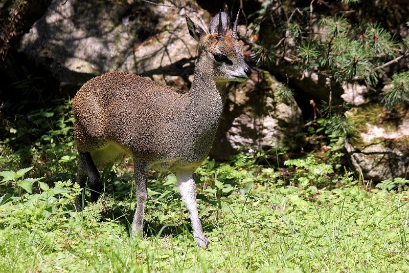 Klippspringer Zoo Frankfurt am Main 2014