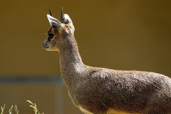 Klippspringer Zoo Frankfurt am Main 2018