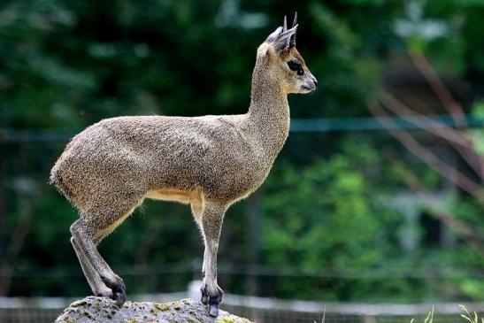 Klippspringer Zoo Frankfurt am Main 2018