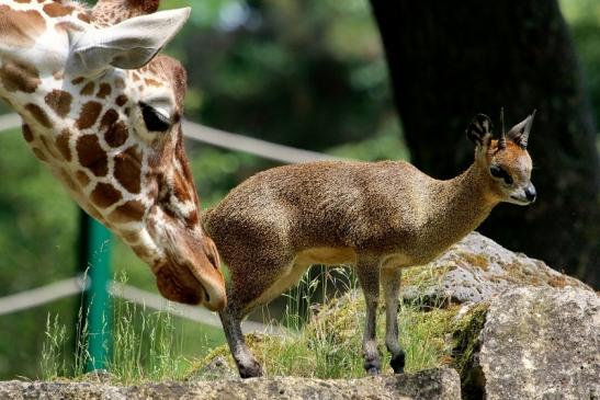 Klippspringer Zoo Frankfurt am Main 2018