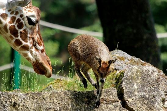 Klippspringer Zoo Frankfurt am Main 2018