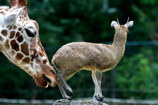 Klippspringer Zoo Frankfurt am Main 2018