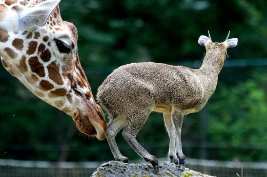 Klippspringer Zoo Frankfurt am Main 2018