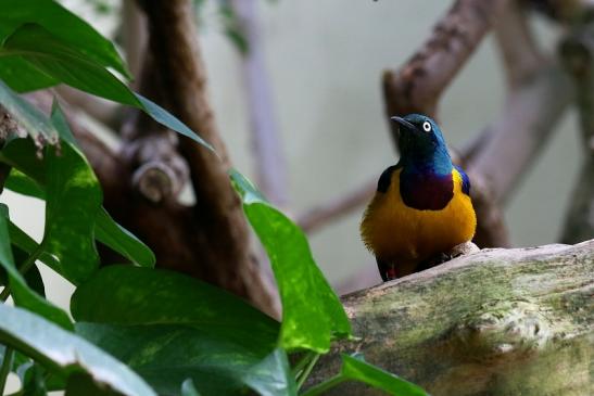 Königglanzstar Zoo Frankfurt am Main FVH 