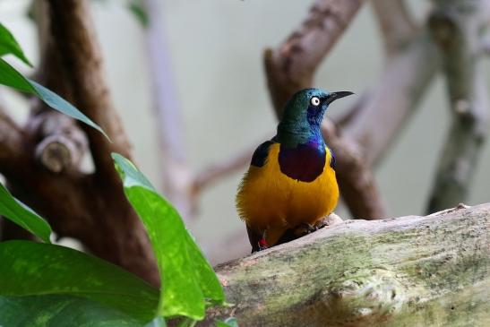 Königglanzstar Zoo Frankfurt am Main FVH 