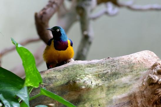 Königglanzstar Zoo Frankfurt am Main FVH 