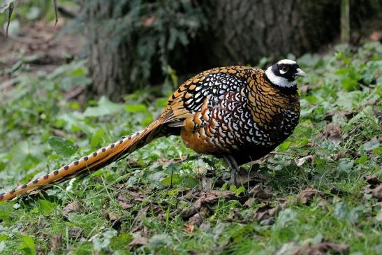 Königsfasan/Silberfasan Opel Zoo Kronberg 2014