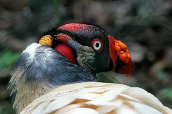 Königsgeier Zoo Frankfurt am Main 2015