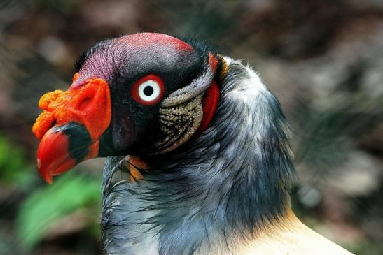 Königsgeier Zoo Frankfurt am Main 2015