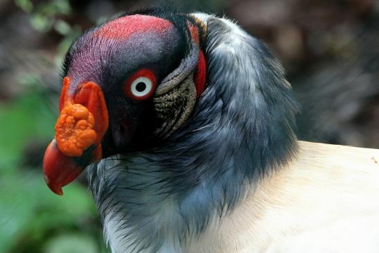 Königsgeier Zoo Frankfurt am Main 2015