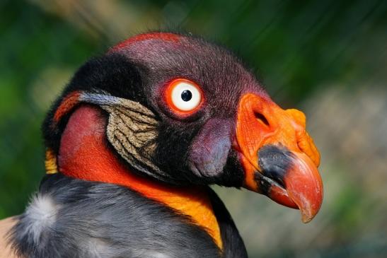 Königsgeier Zoo Frankfurt am Main 2018