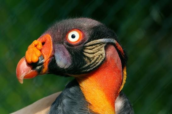 Königsgeier Zoo Frankfurt am Main 2018