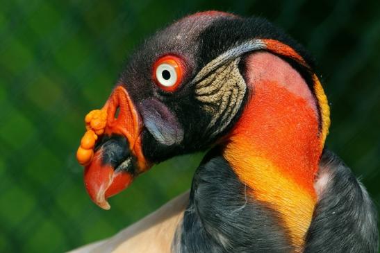 Königsgeier Zoo Frankfurt am Main 2018