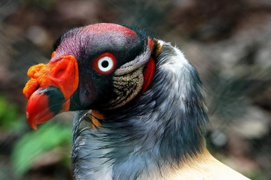 Foto des Monats Februar 2019 Königsgeier Zoo Frankfurt am Main 