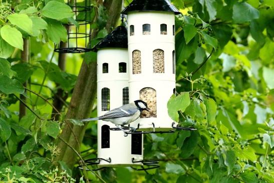 Kohlmeise Unser Garten Dietzenbach 2019