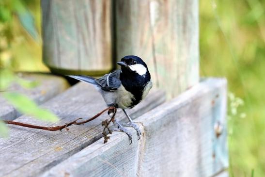 Kohlmeise Unser Garten Dietzenbach 2019