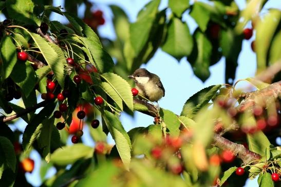 Kohlmeise Jungtier Unser Garten Dietzenbach 2019