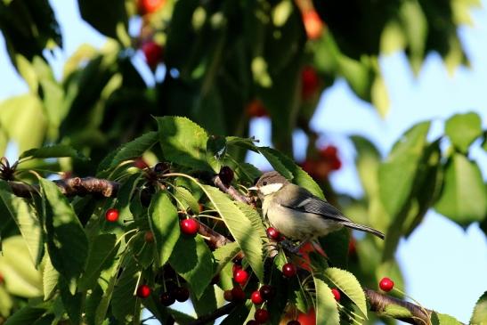 Kohlmeise Jungtier Unser Garten Dietzenbach 2019