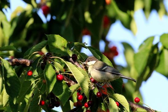 Kohlmeise Jungtier Unser Garten Dietzenbach 2019