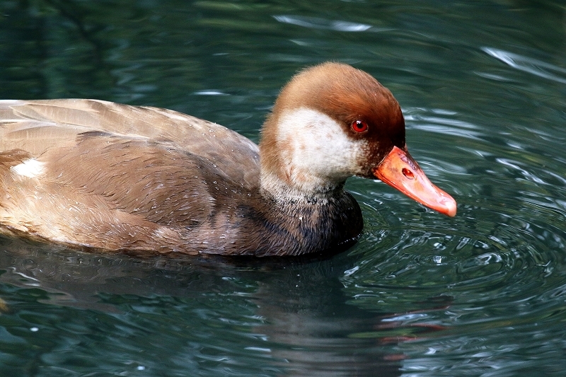 Kolbenente Opel Zoo Kronberg 2018